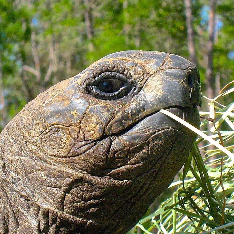 ALDABRA BREEDER