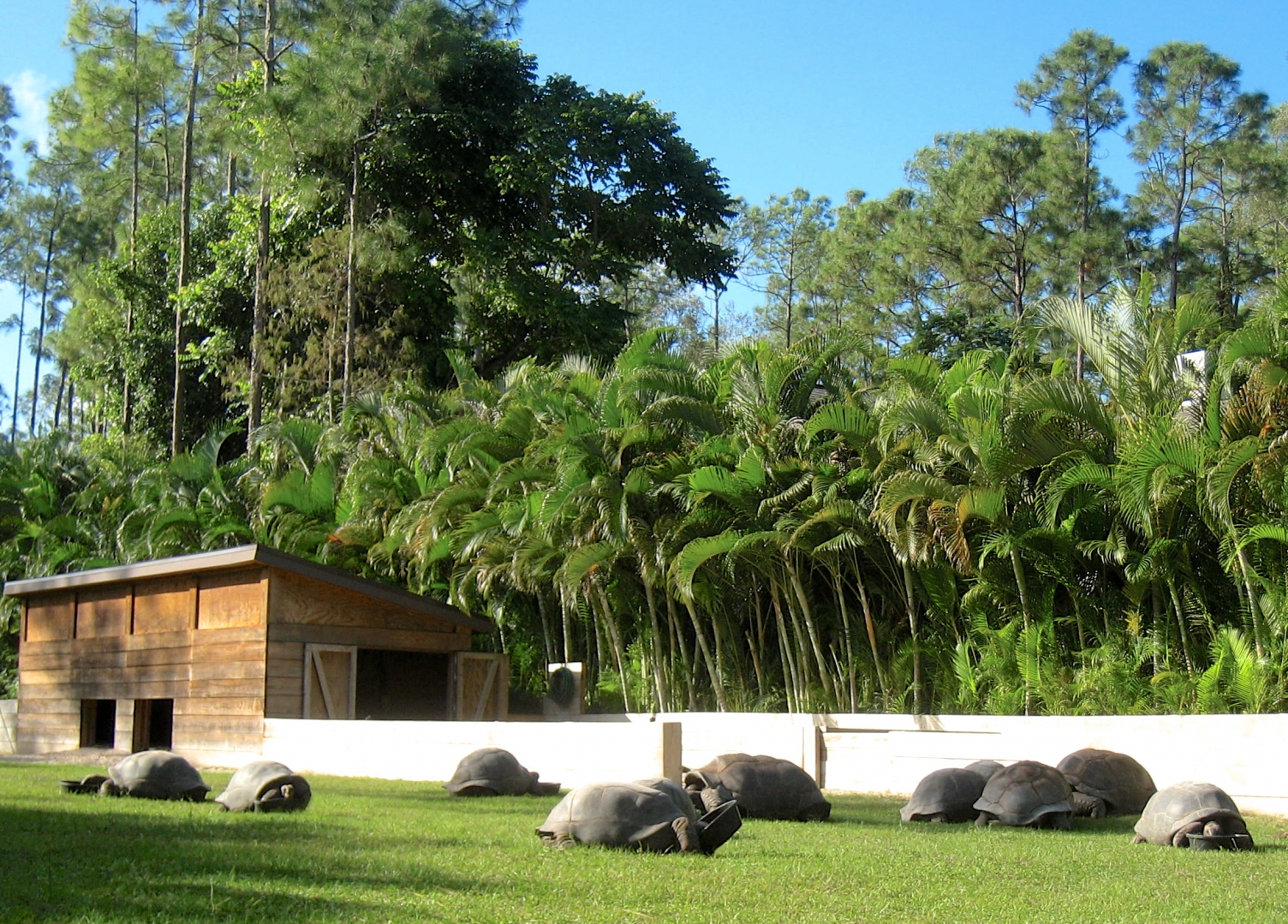 ALDABRA BREEDER