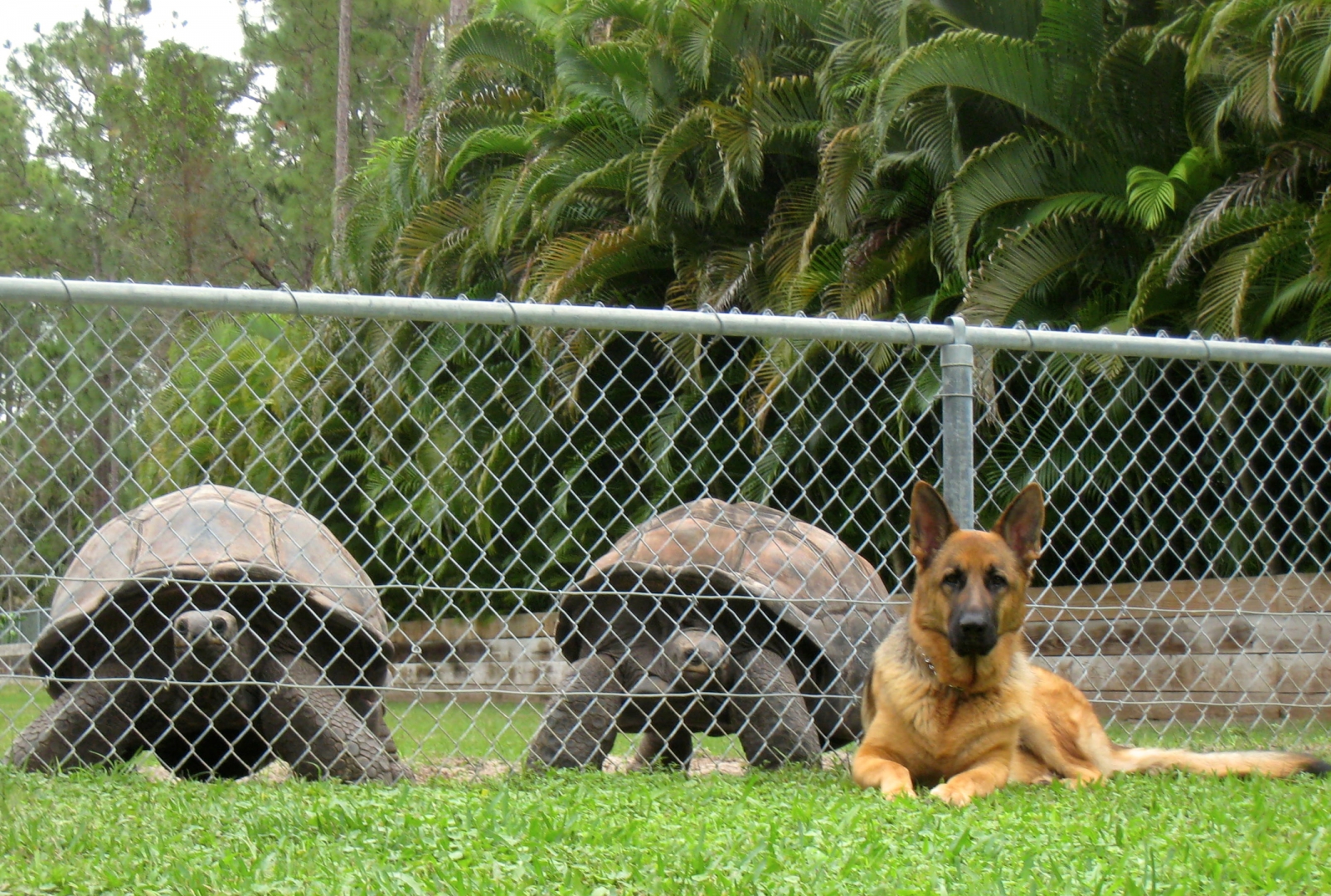 ALDABRA BREEDER