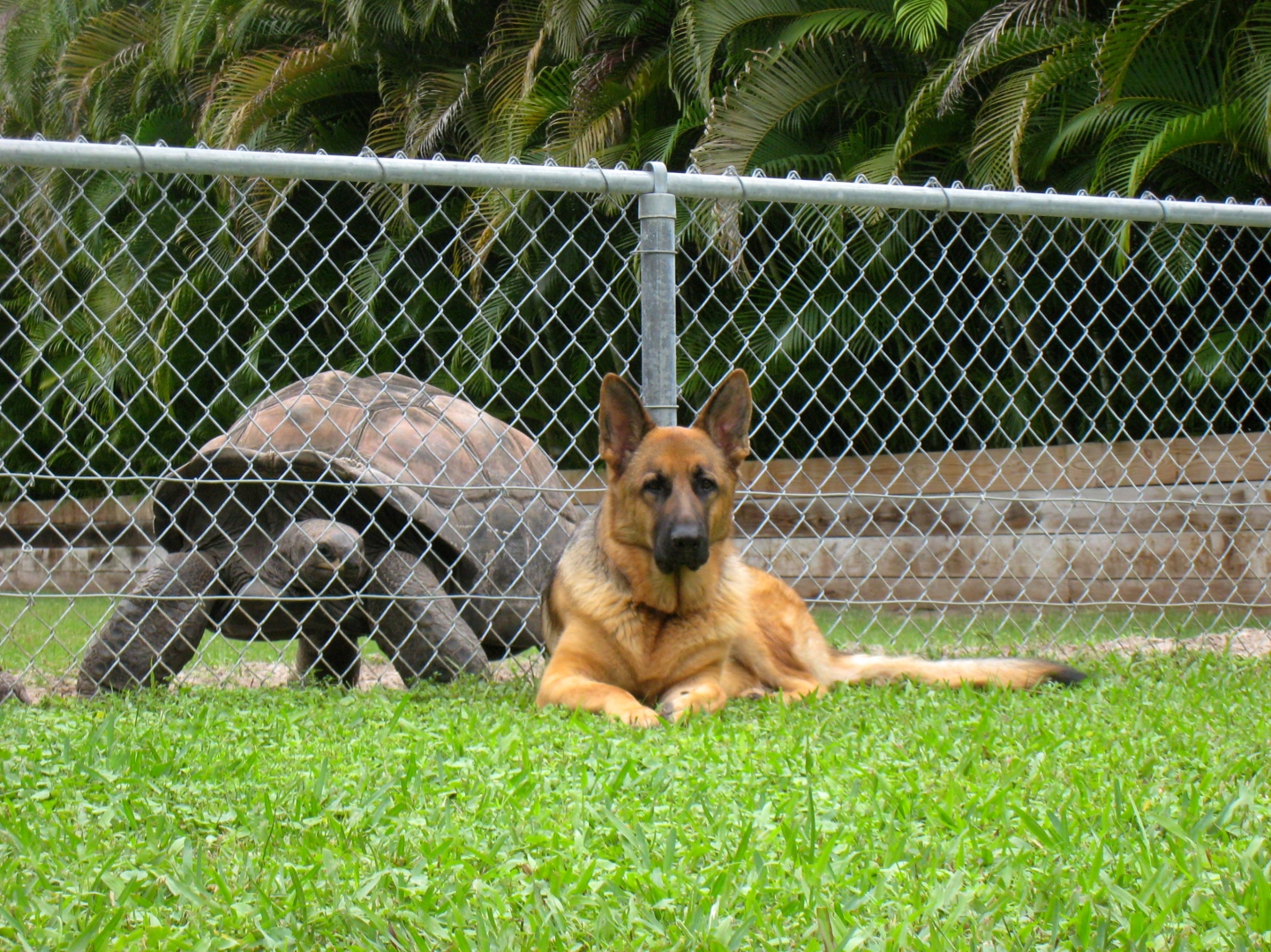 ALDABRA BREEDER