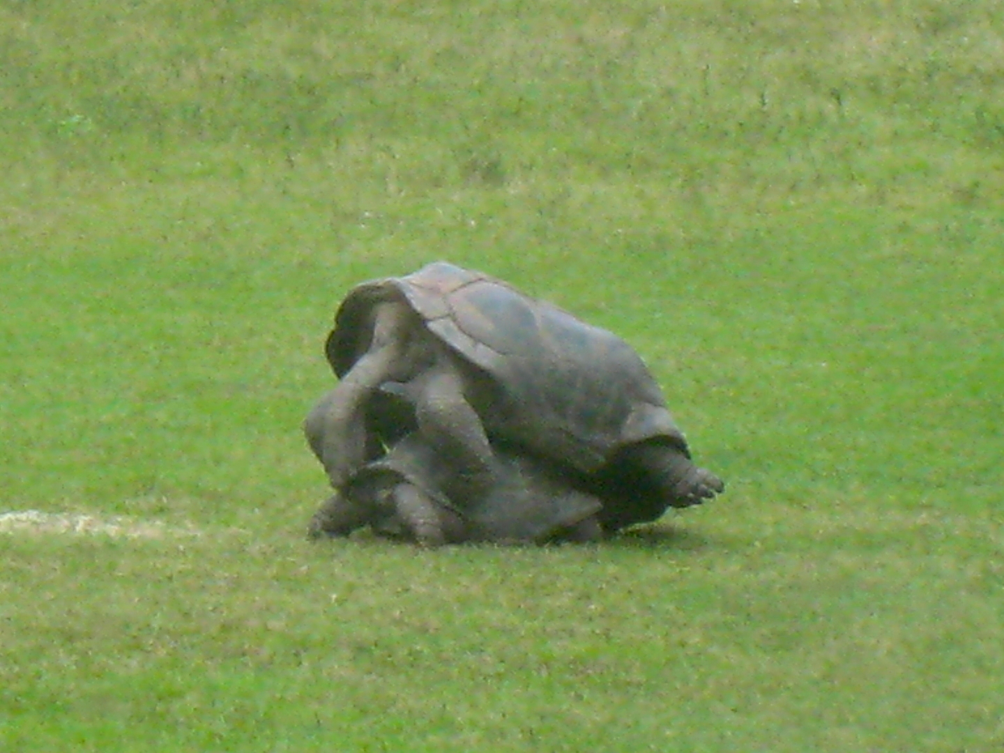 ALDABRA BREEDER