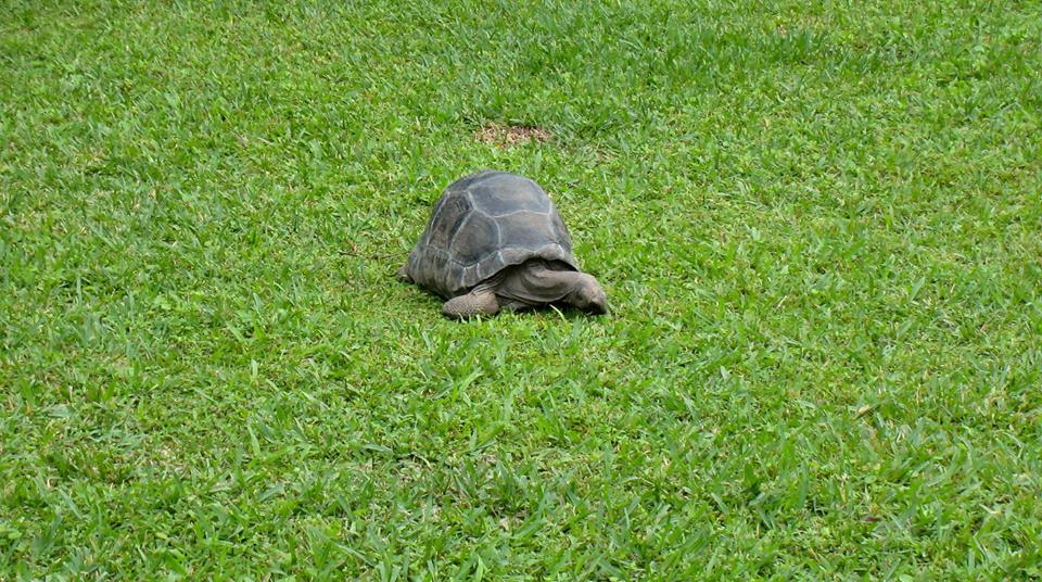ALDABRA BREEDER