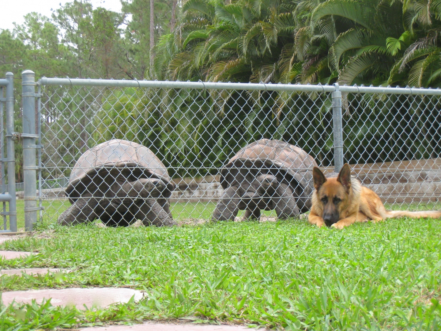 ALDABRA BREEDER
