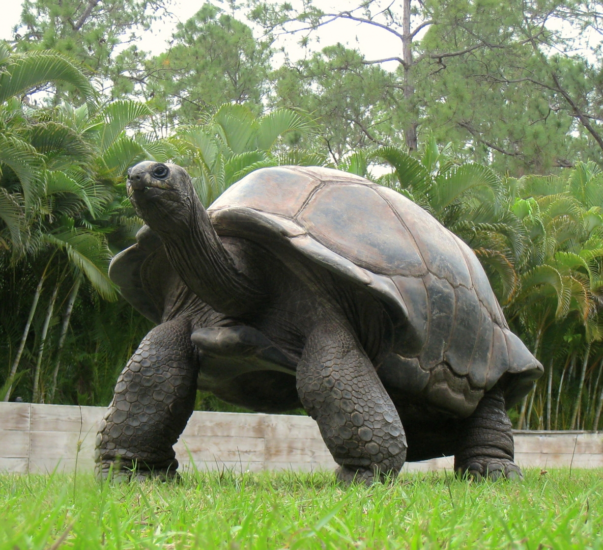 ALDABRA BREEDER
