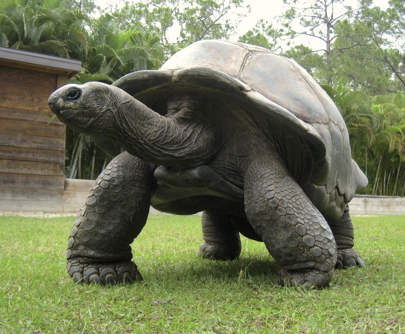 ALDABRA BREEDER