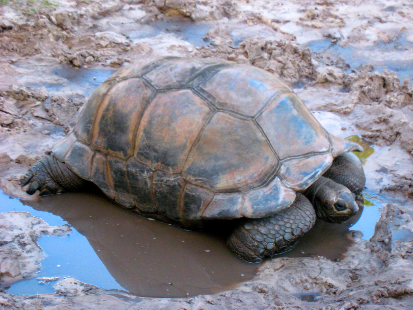 ALDABRA BREEDER