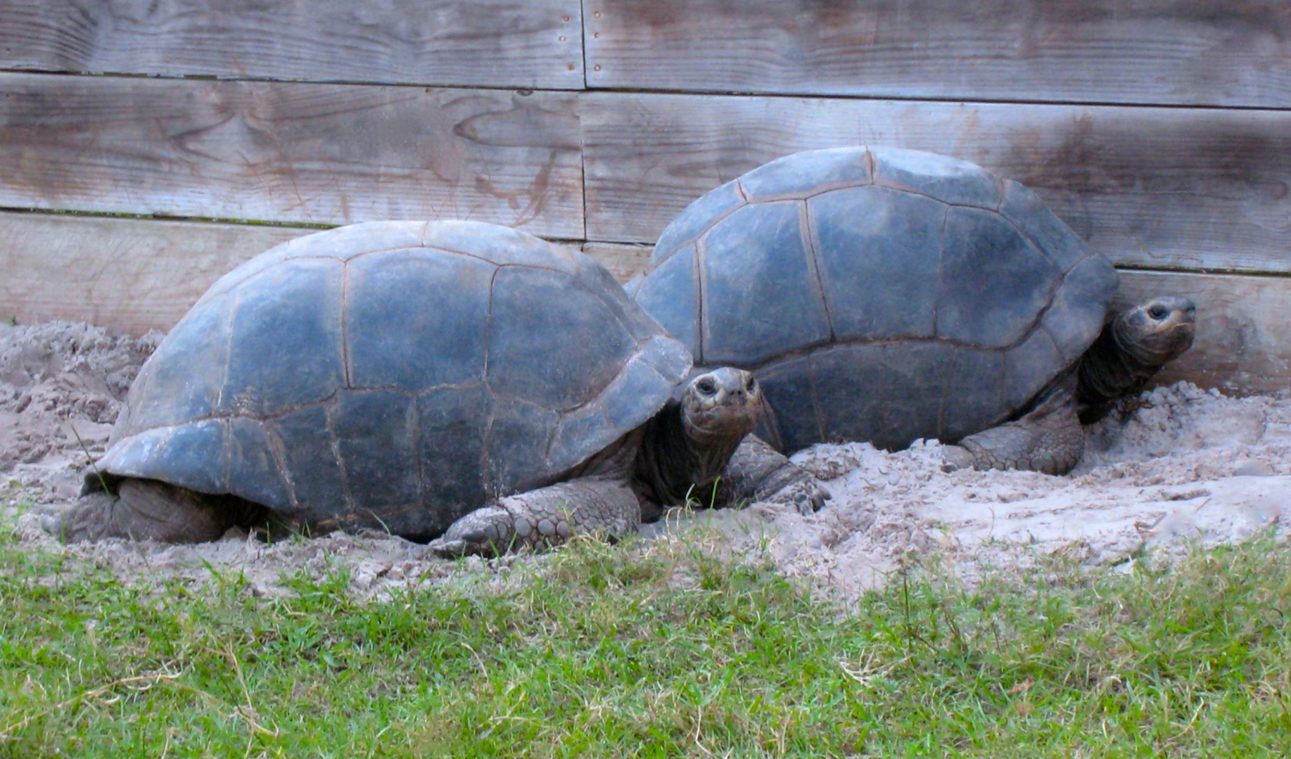 ALDABRA BREEDER