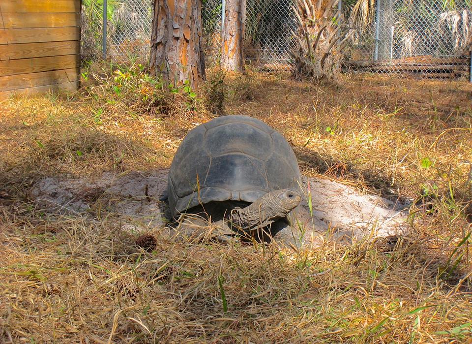 ALDABRA BREEDER