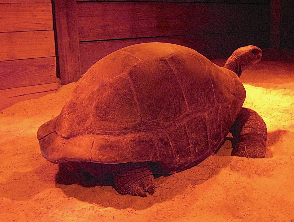 ALDABRA BREEDER