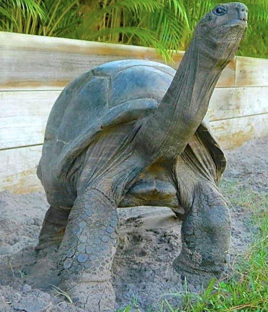 ALDABRA BREEDER