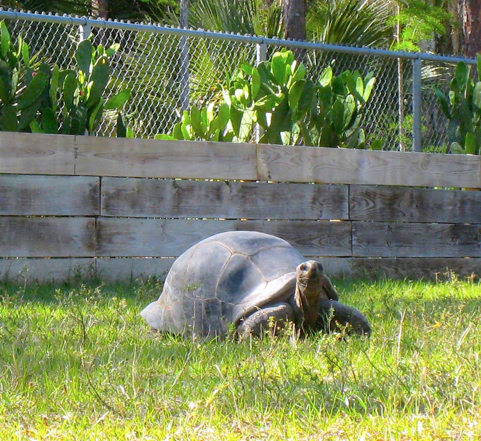 ALDABRA BREEDER