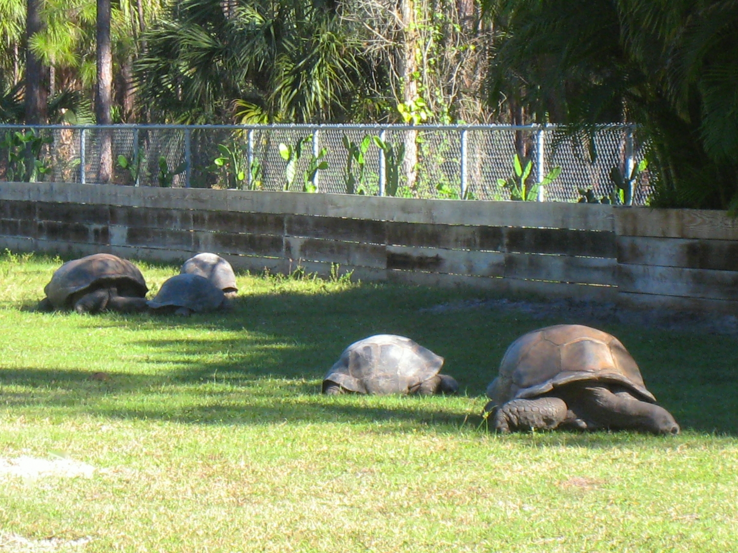 ALDABRA BREEDER