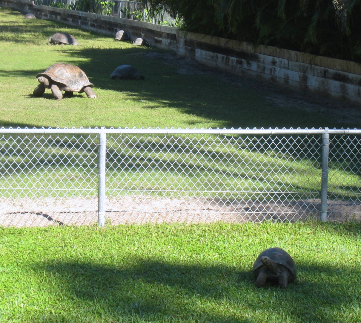 ALDABRA BREEDER