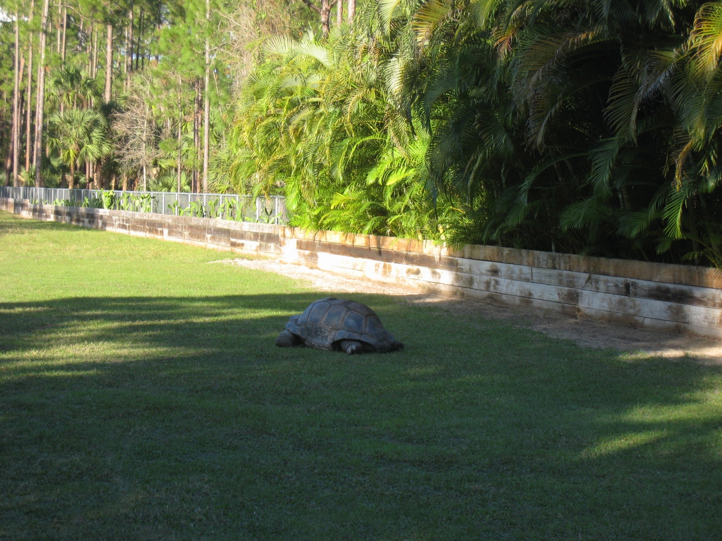ALDABRA BREEDER