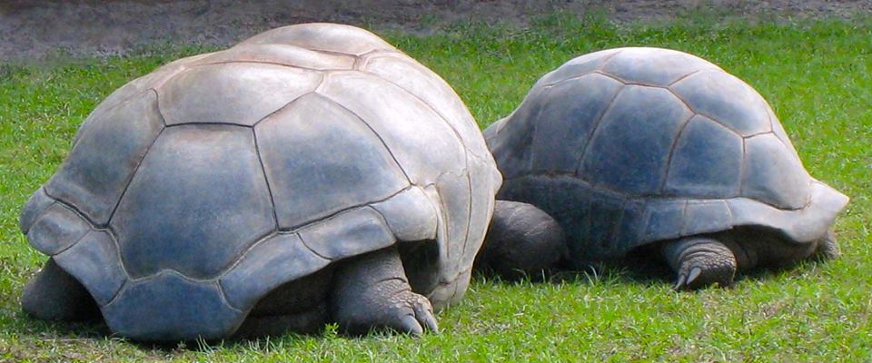 ALDABRA BREEDER