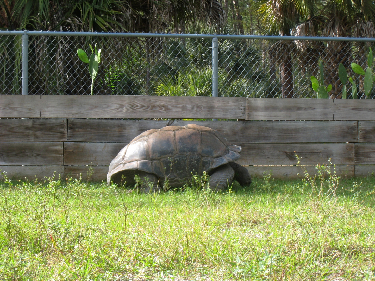 ALDABRA BREEDER