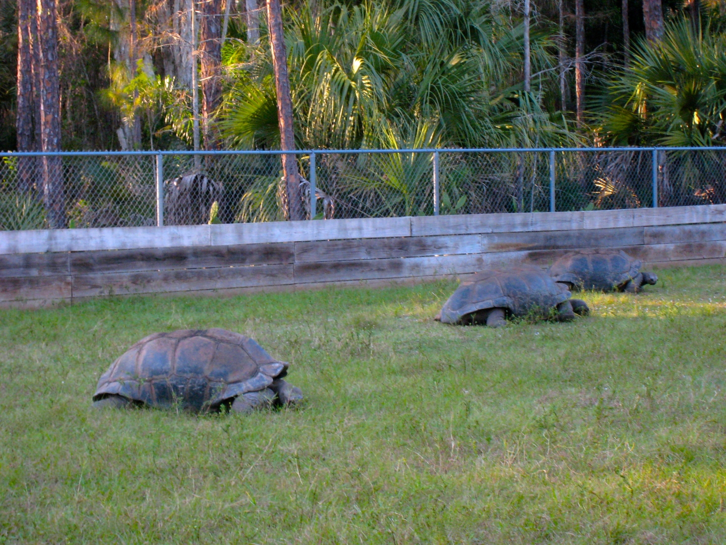 ALDABRA BREEDER