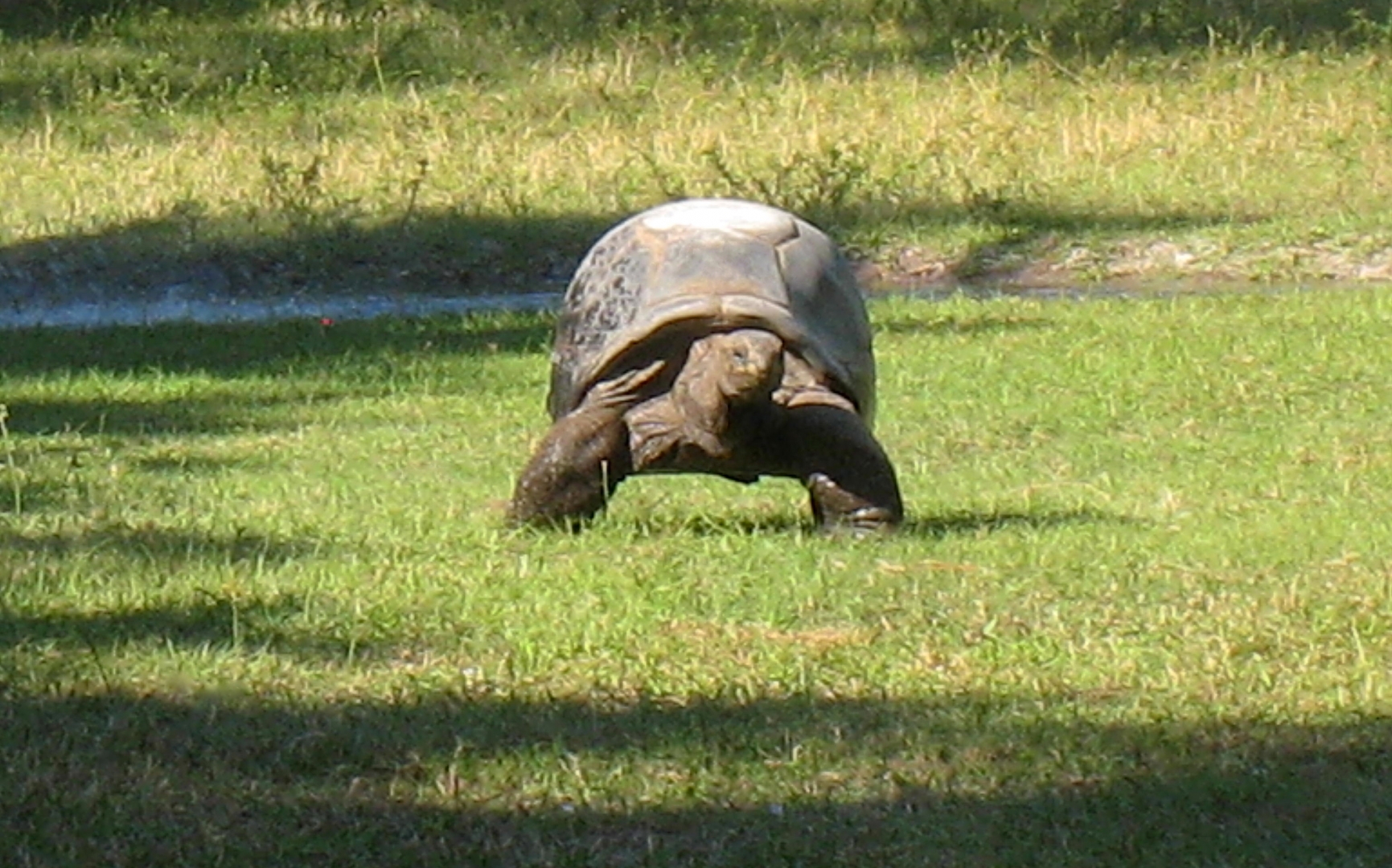 ALDABRA BREEDER