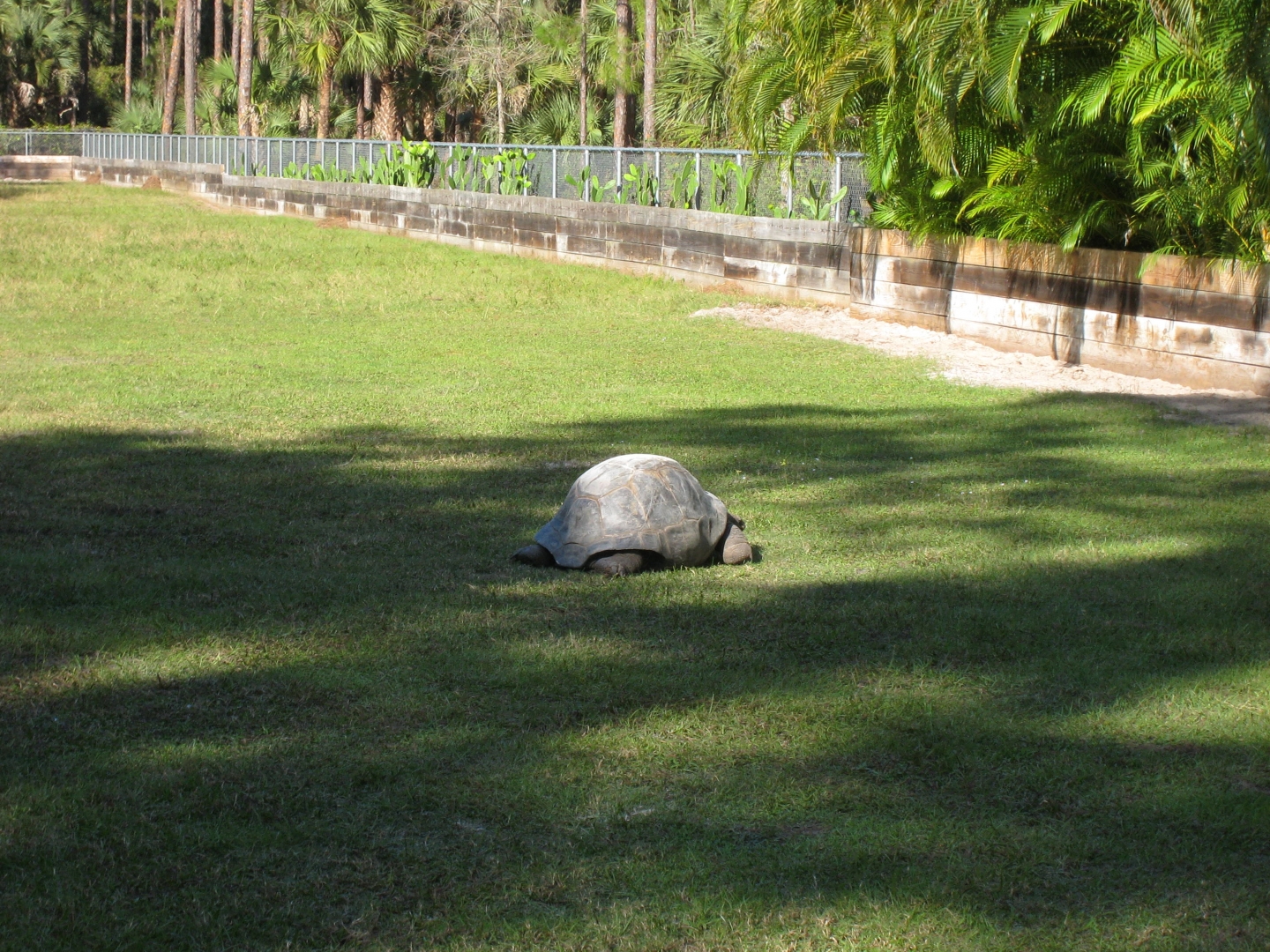 ALDABRA BREEDER