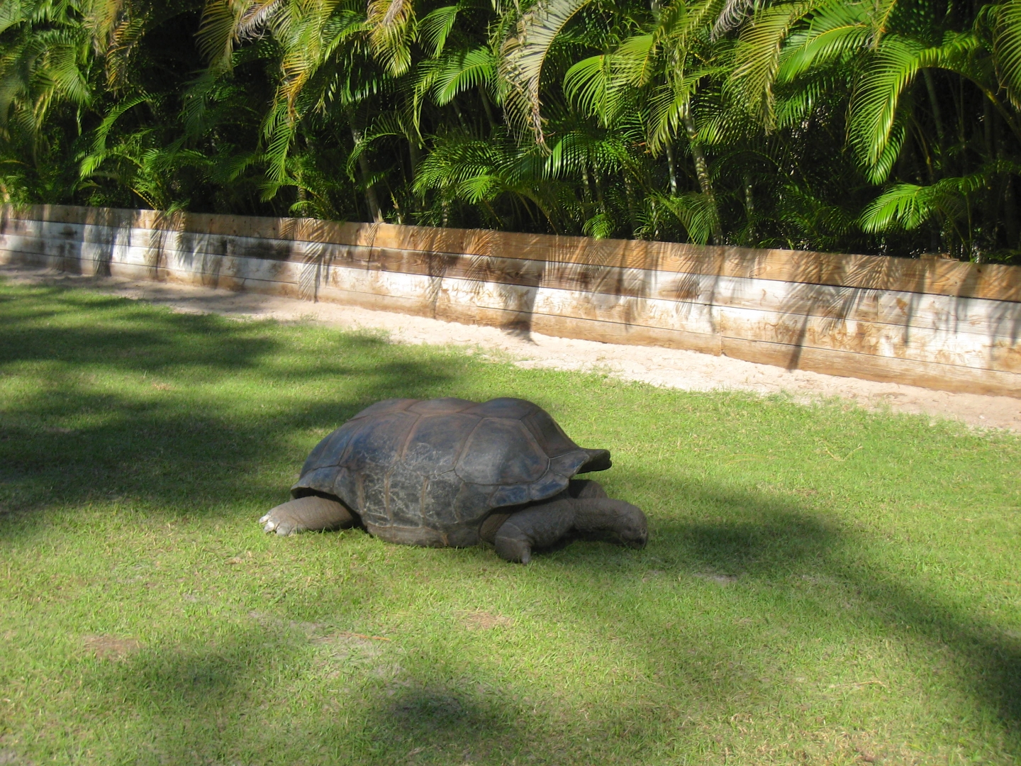 ALDABRA BREEDER