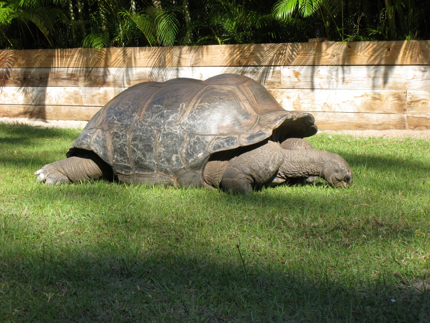 ALDABRA BREEDER