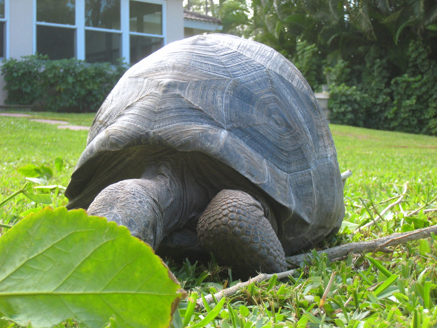 ALDABRA BREEDER