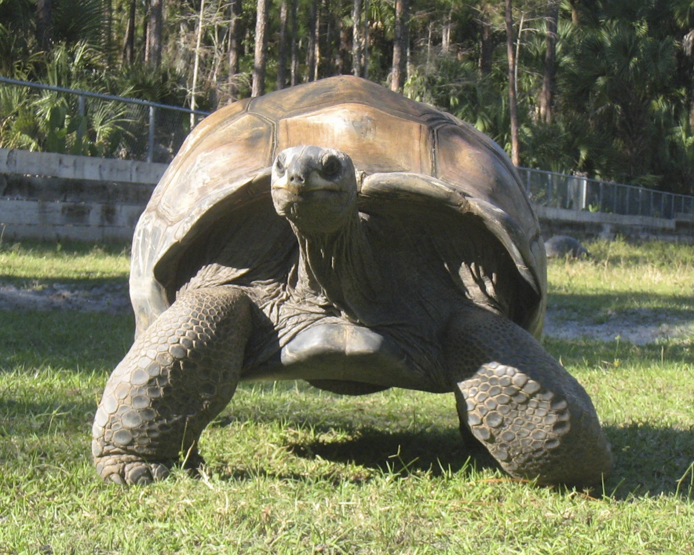 ALDABRA BREEDER