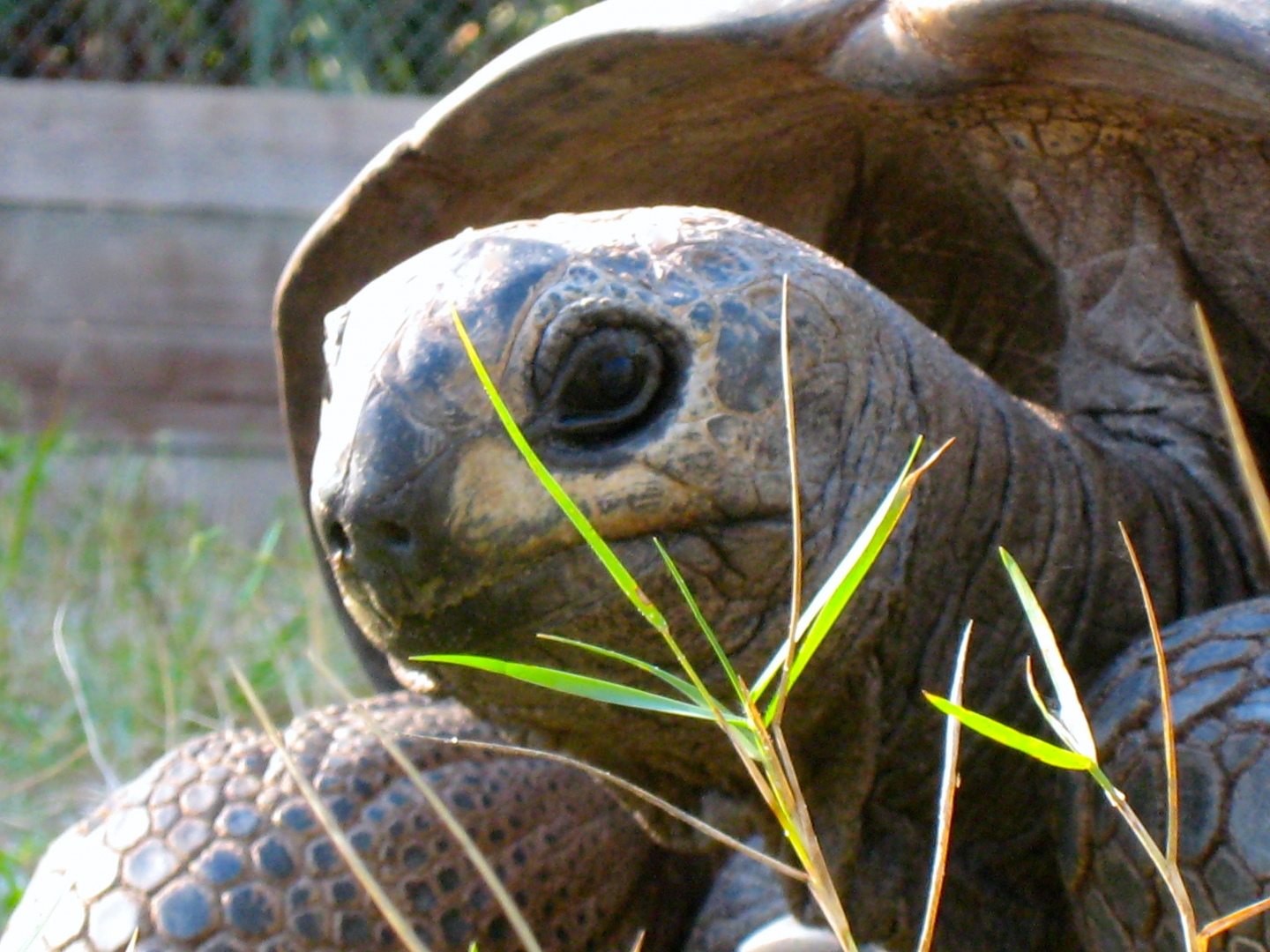 ALDABRA BREEDER