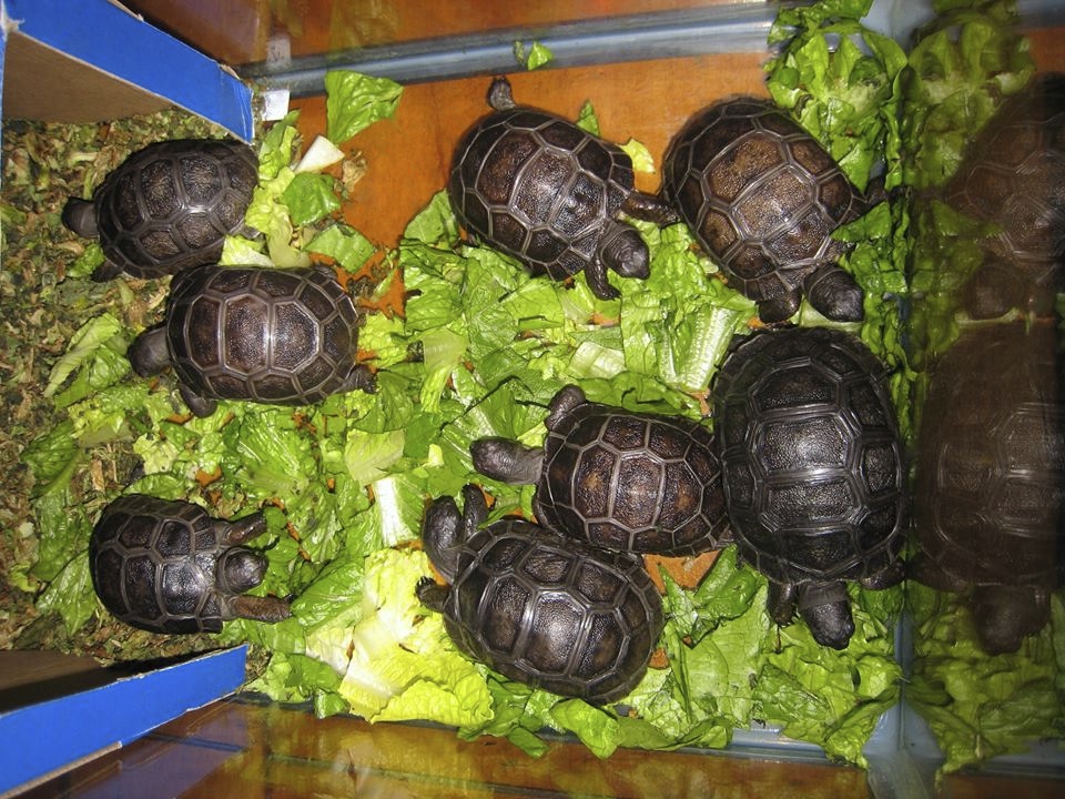 ALDABRA BREEDER