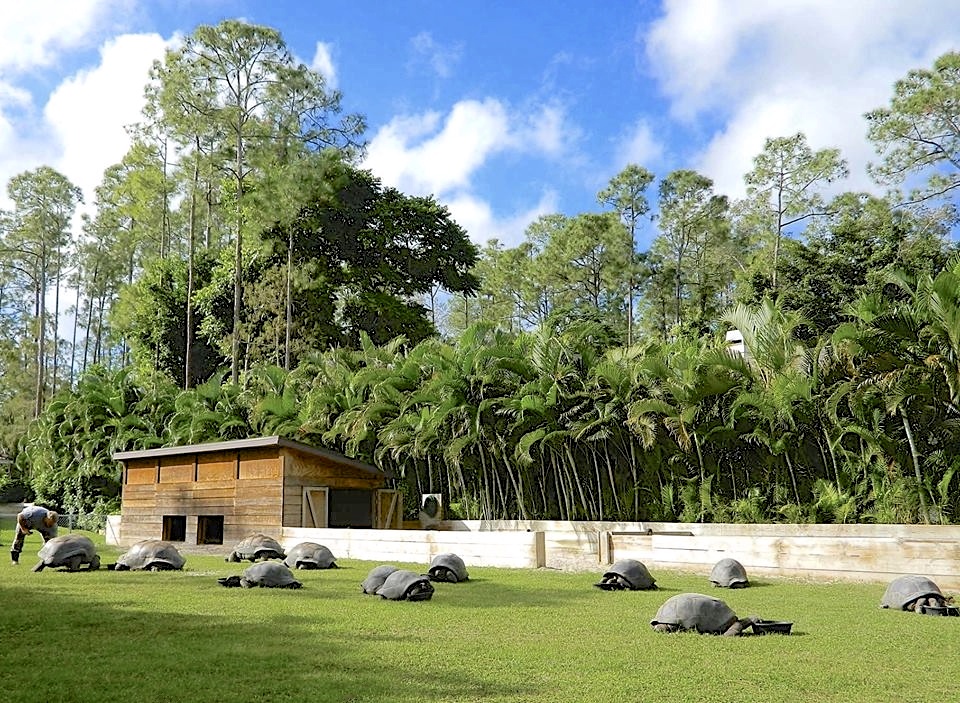 ALDABRA BREEDER