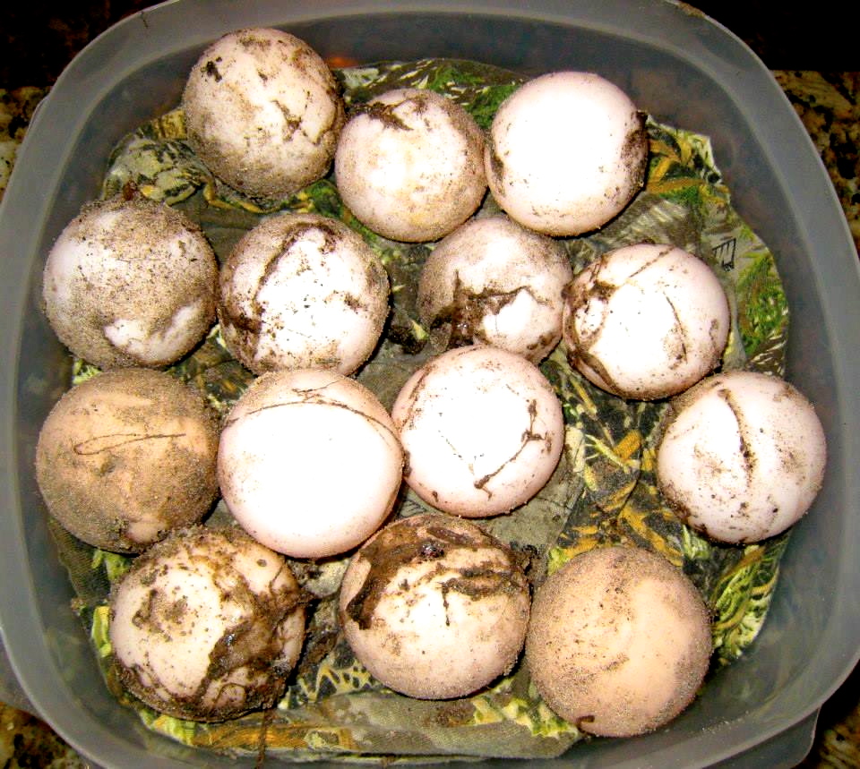 ALDABRA BREEDER