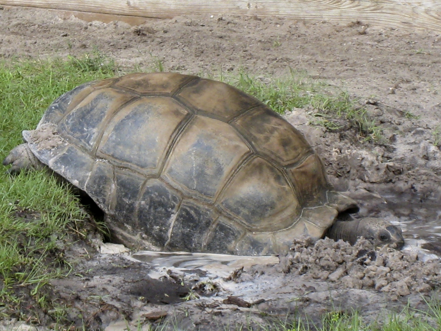 ALDABRA BREEDER