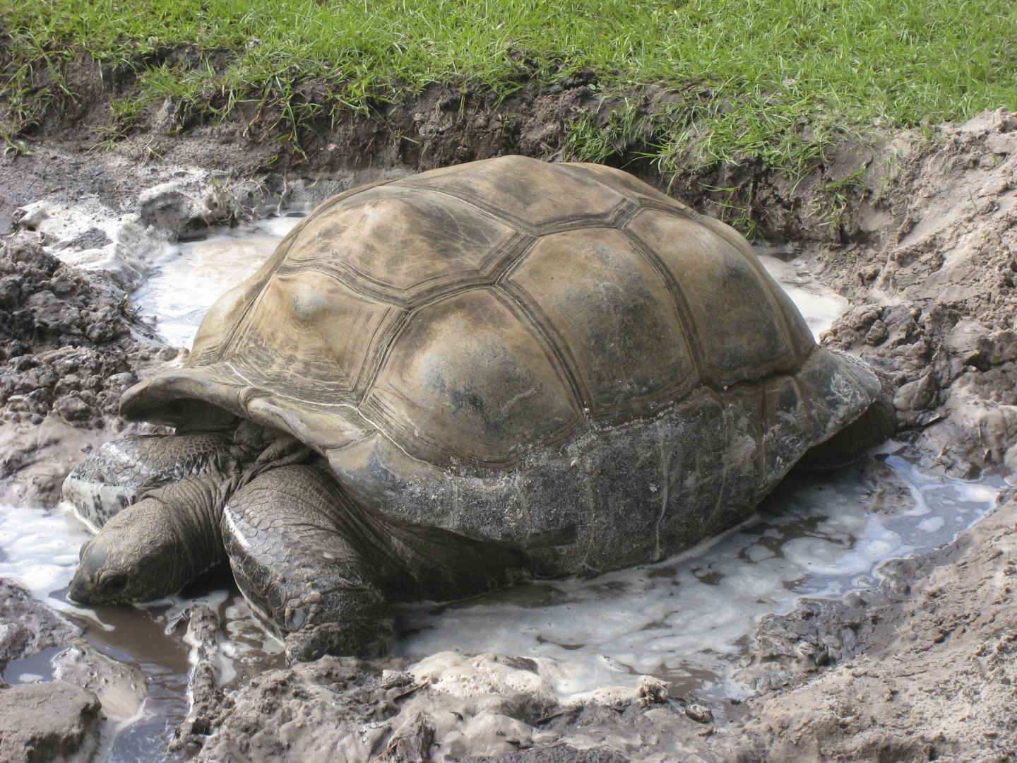 ALDABRA BREEDER