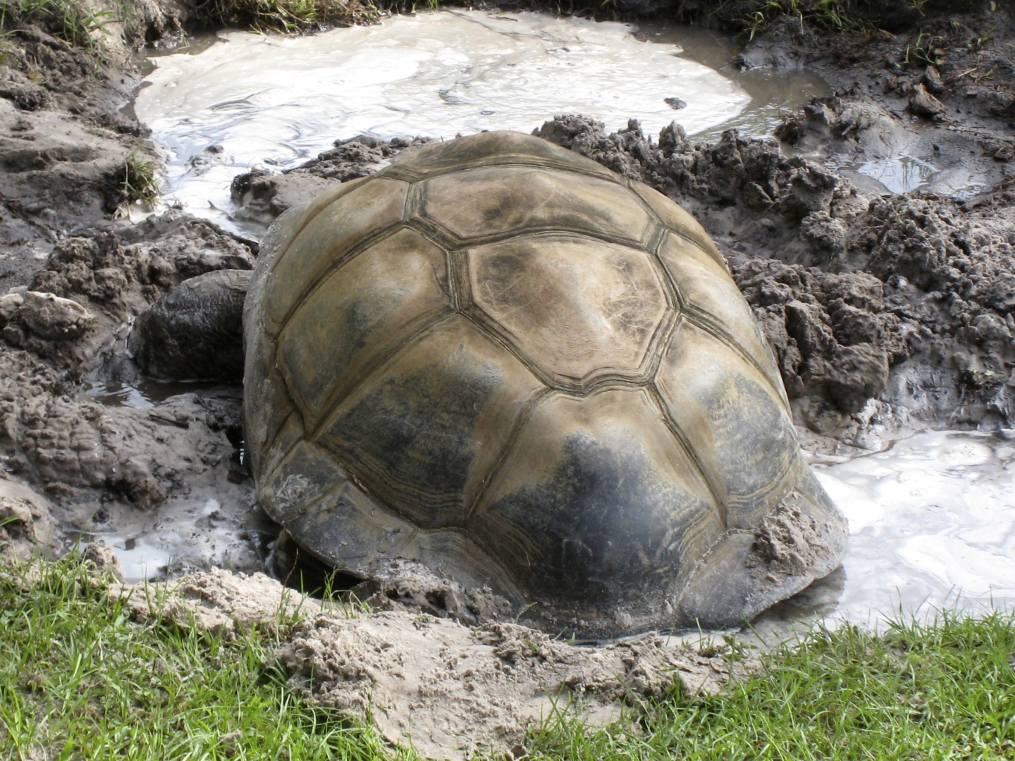 ALDABRA BREEDER