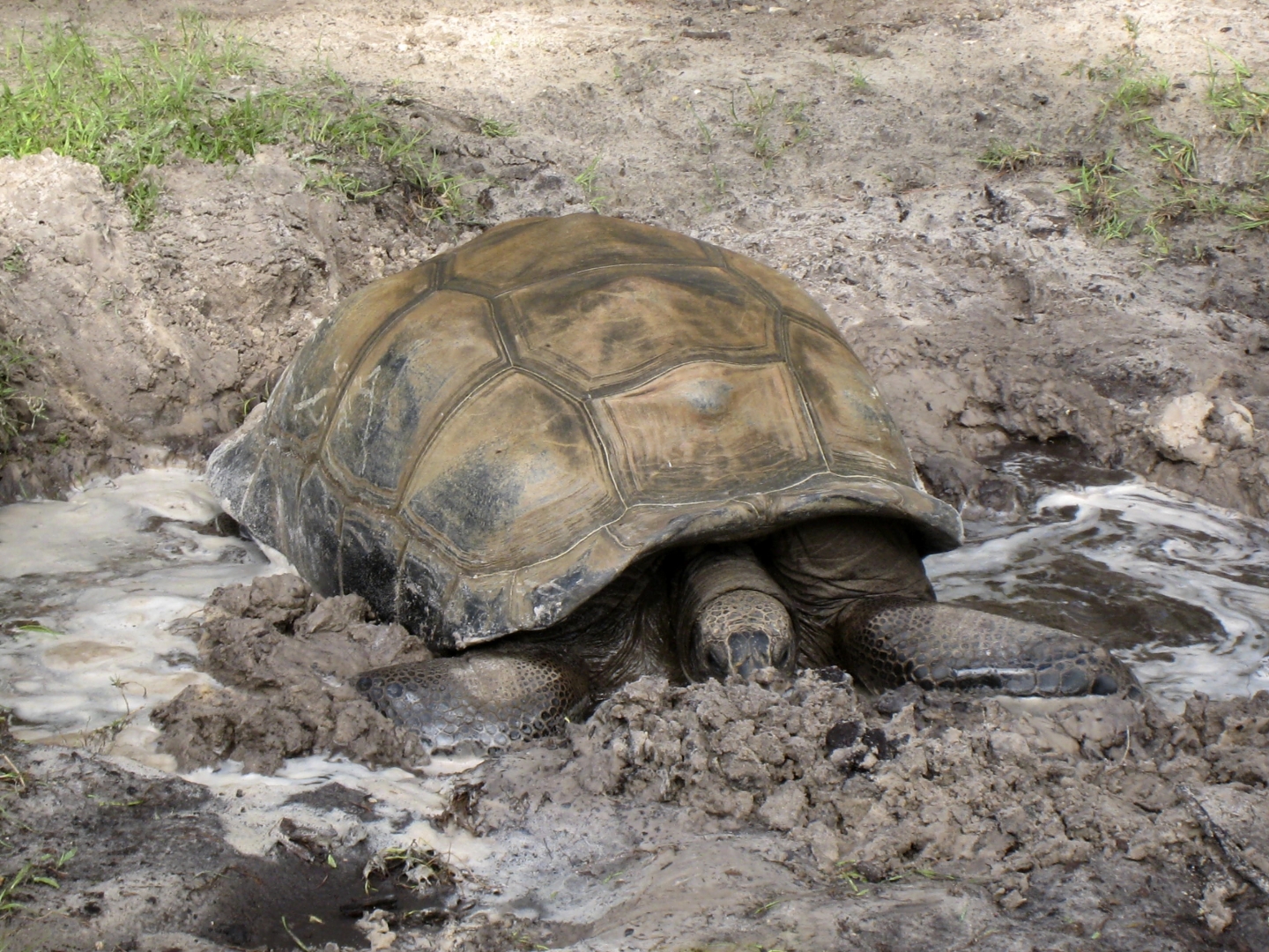 ALDABRA BREEDER