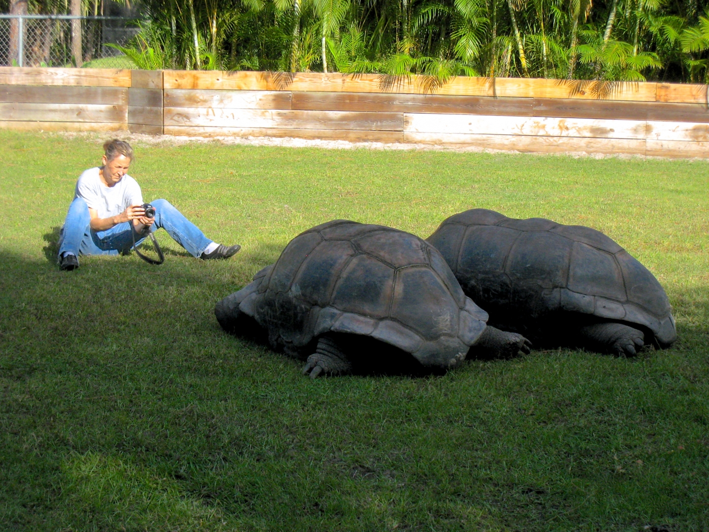 ALDABRA BREEDER