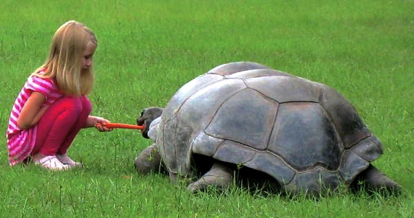 ALDABRA BREEDER