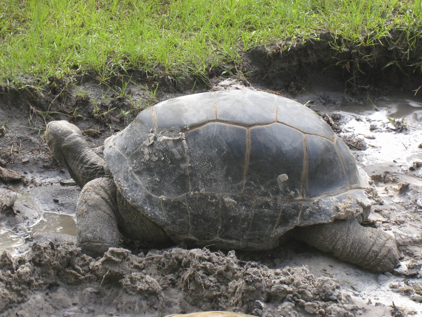 ALDABRA BREEDER