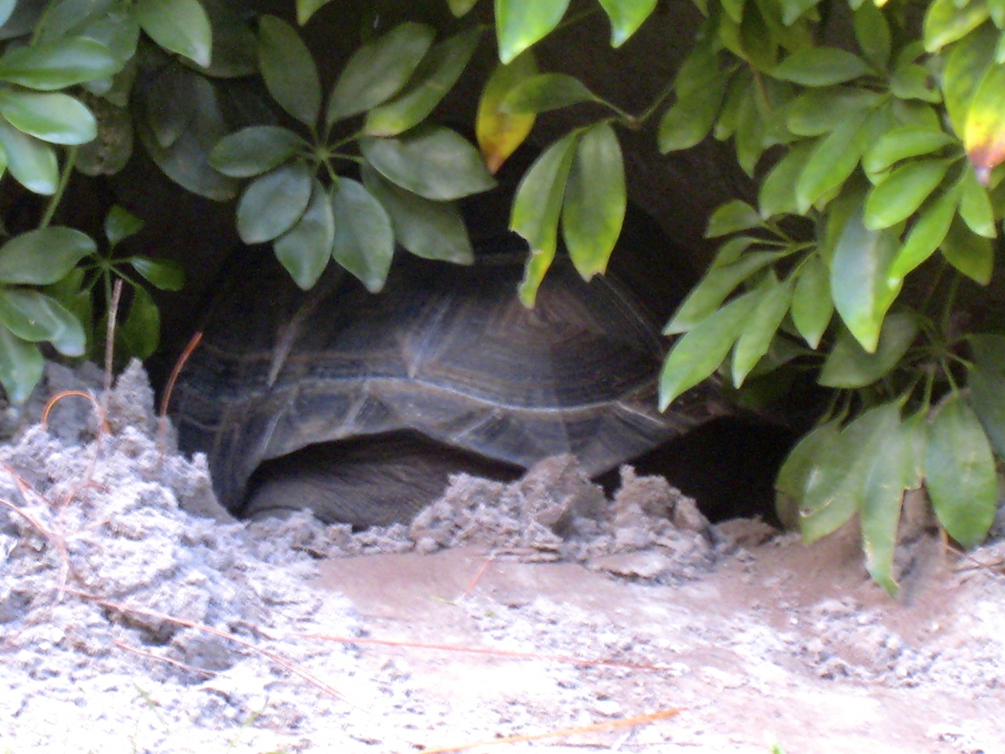 ALDABRA BREEDER