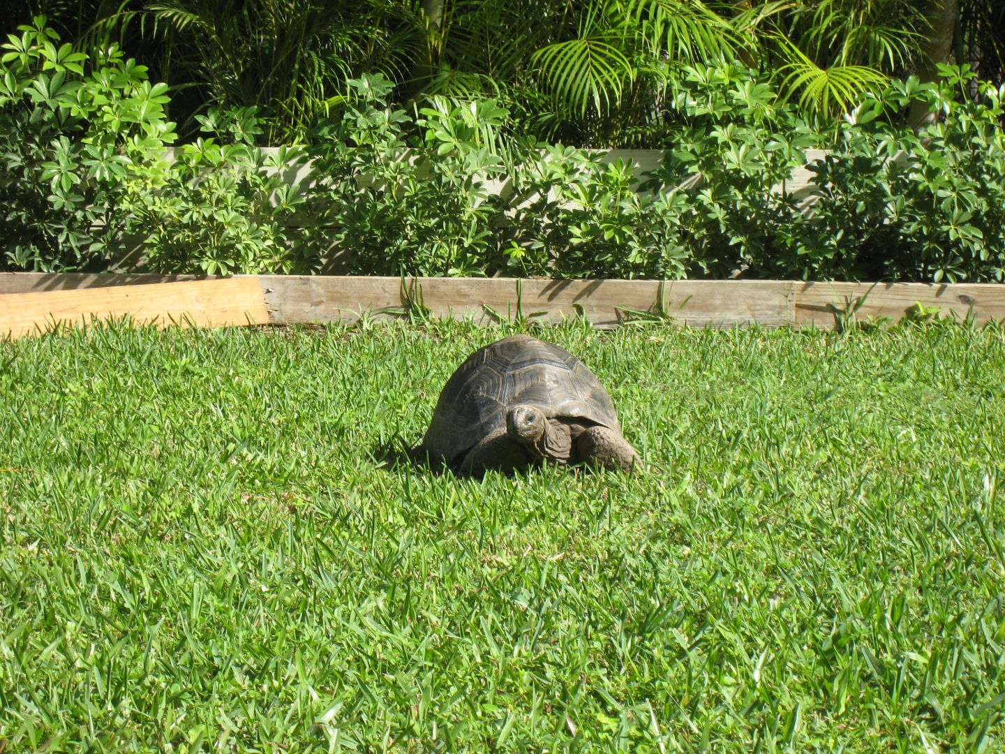 ALDABRA BREEDER