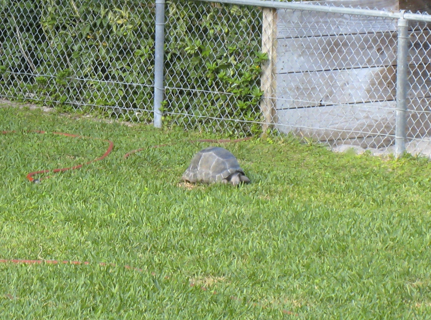 ALDABRA BREEDER