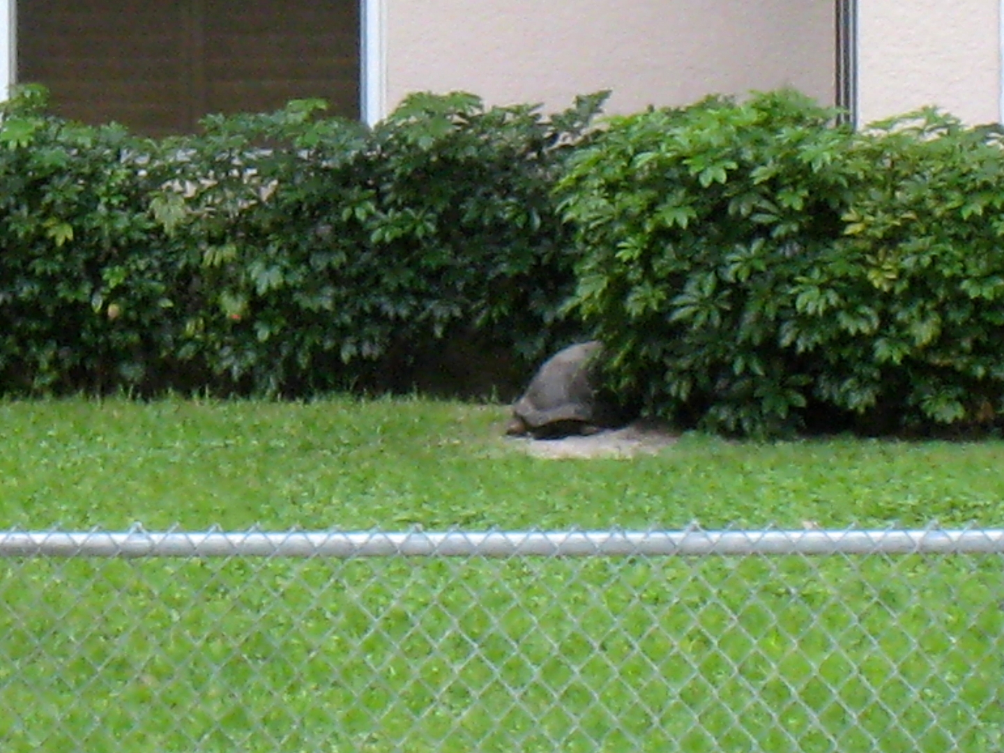 ALDABRA BREEDER