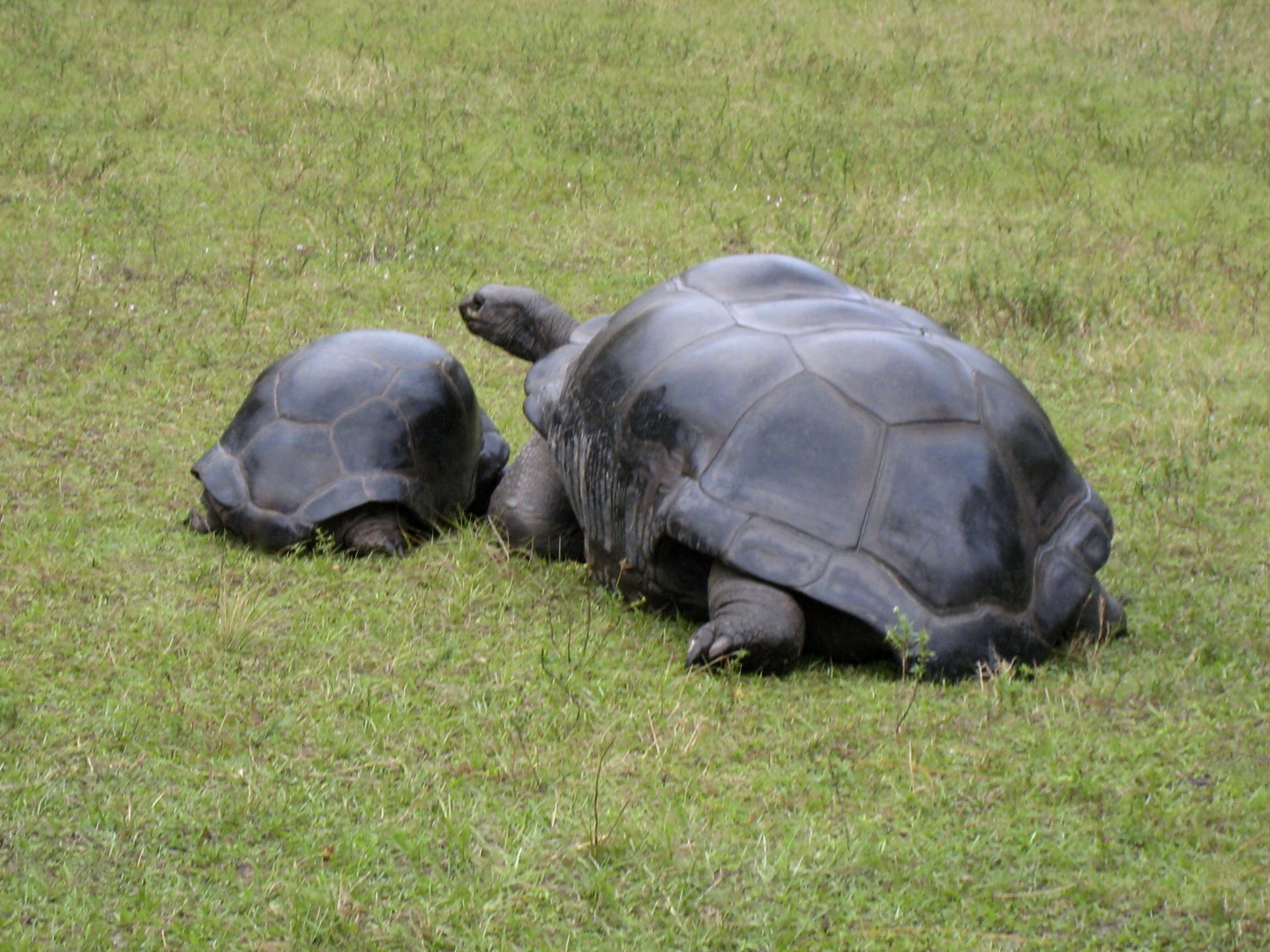 ALDABRA BREEDER