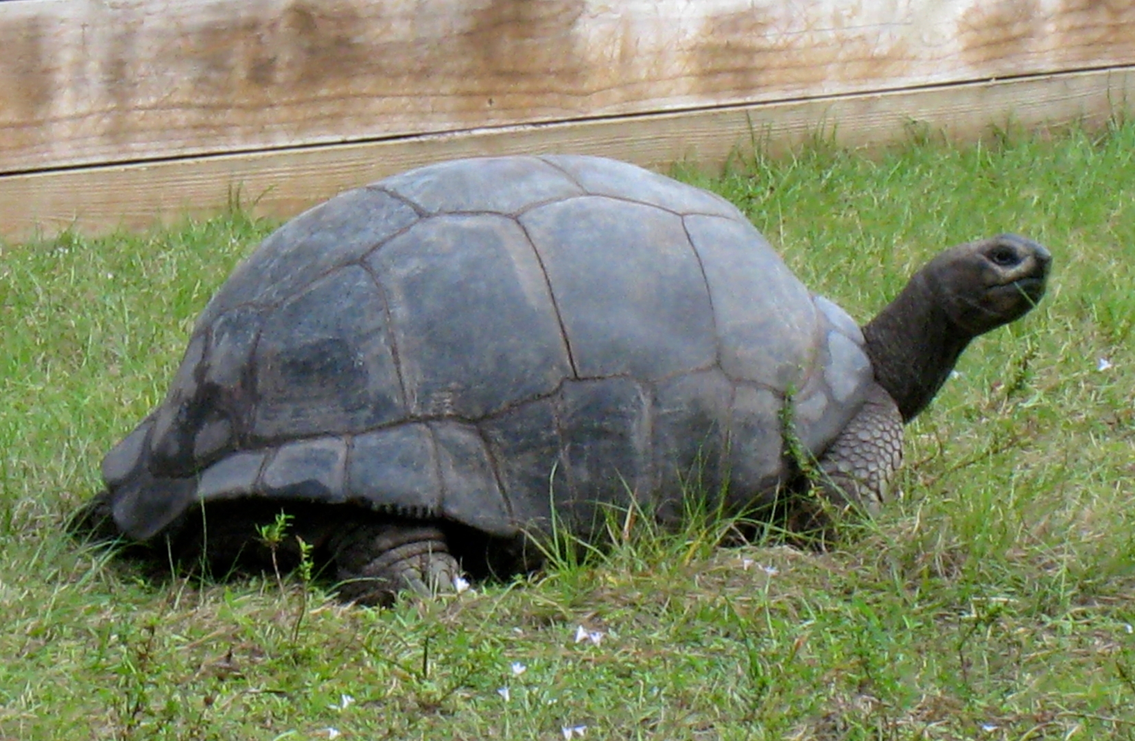 ALDABRA BREEDER