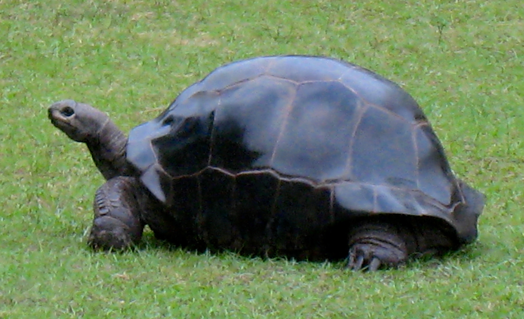 ALDABRA BREEDER