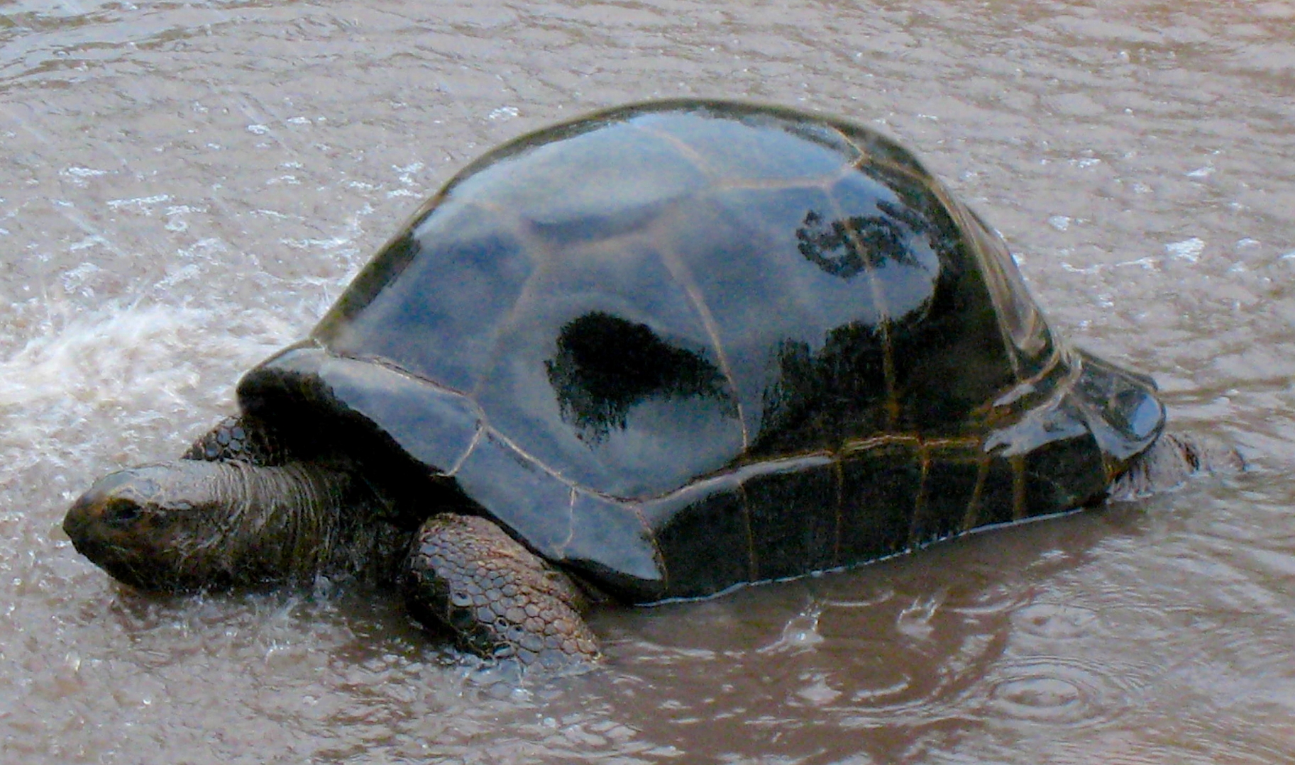ALDABRA BREEDER