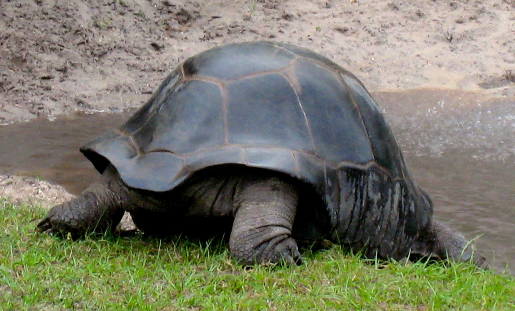 ALDABRA BREEDER