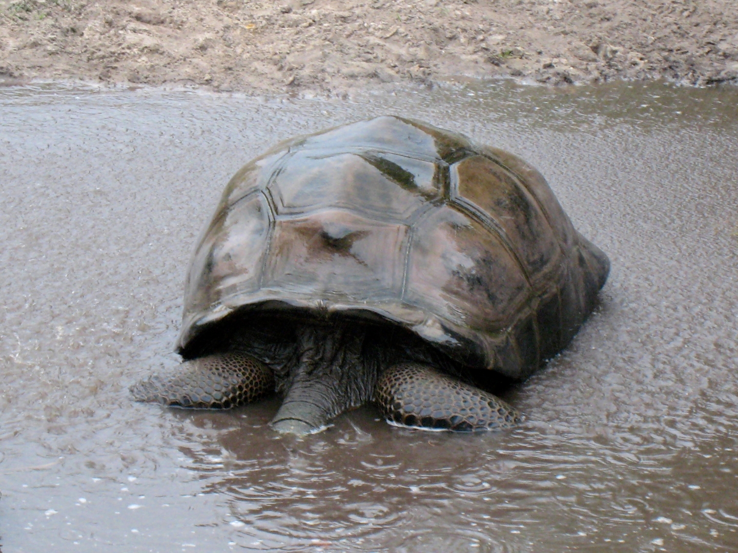 ALDABRA BREEDER