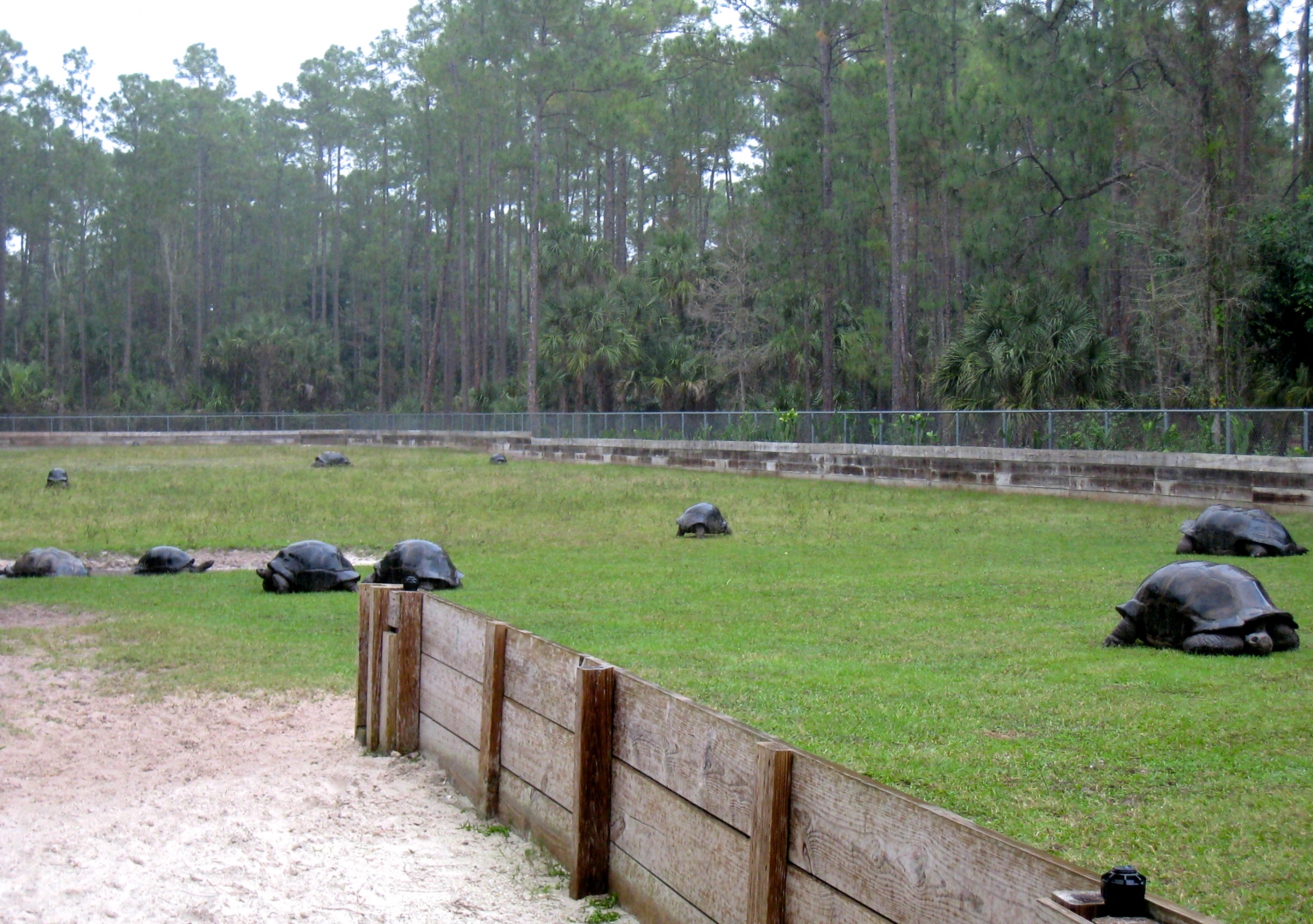 ALDABRA BREEDER