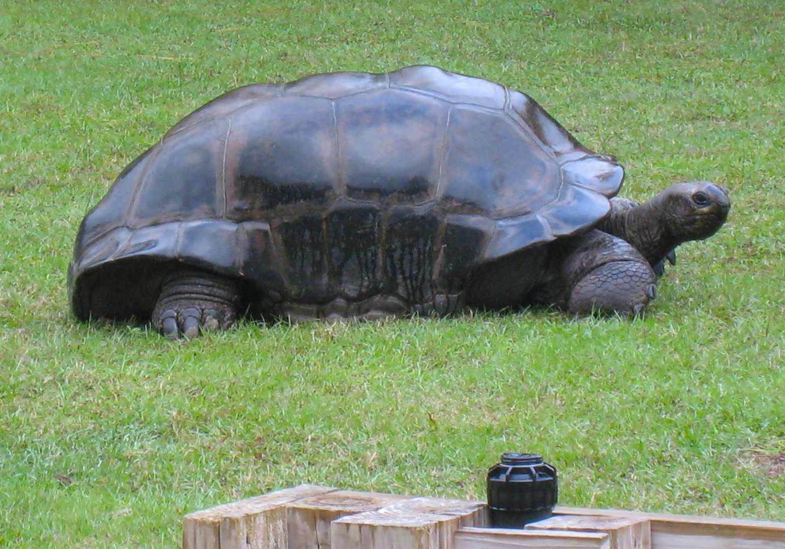 ALDABRA BREEDER